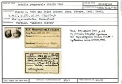 Karteikarte zum Holotyp von Rotalia paupercula Stache, 1864